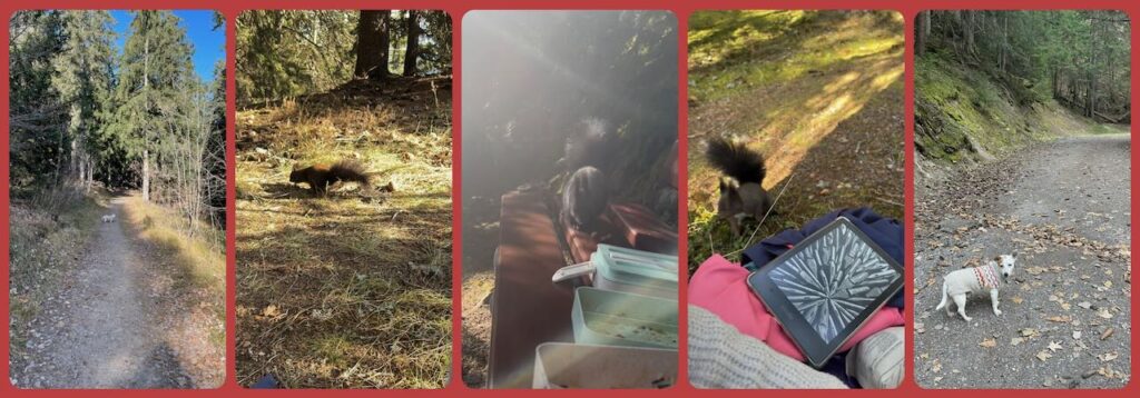 collage of jack russell in a sweater walking in the forest  and of squirrels 