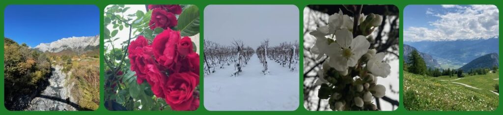 collage of swiss pictures, 2 of the Alps, one of red roses, one of a vineyard under snow and one of a cherry blossom