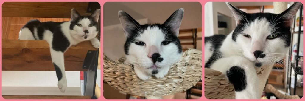 collage of 3 pictures of Felix ( black and white cat) left: lounging on stairs looking down, middle: looking straight at camera with his head resting on his paws, eye is leaking, right: lounging in cat tree