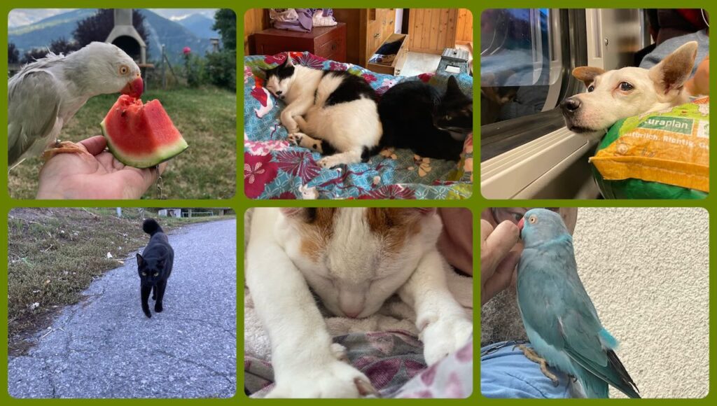 collage of pets including one grey and one blue parakeet, 4 cats and a jack russell 