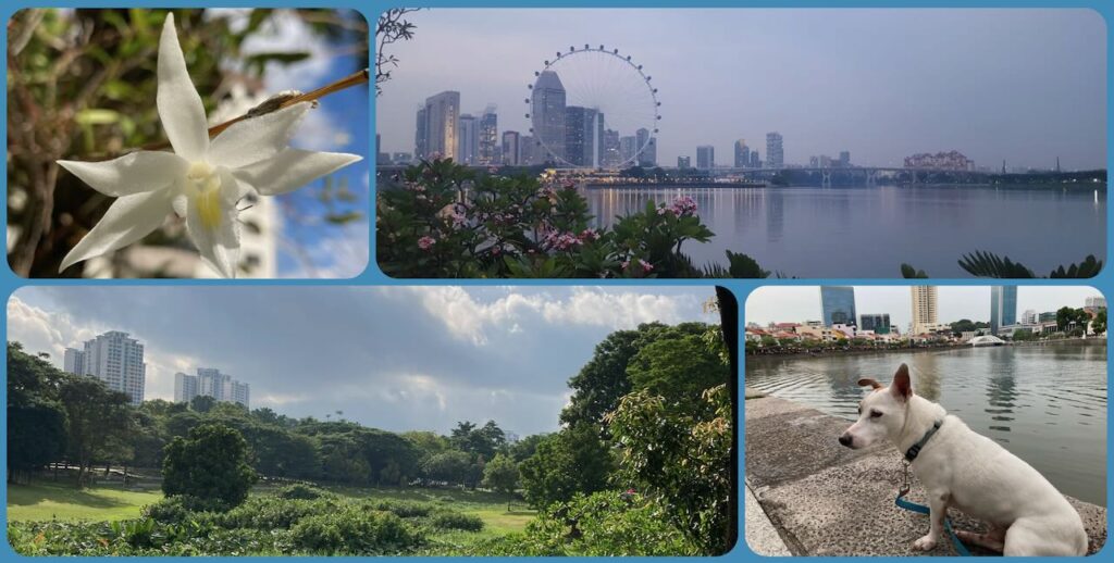 collage of pictures taken in Singapore, a pigeon orchid, Dover forest, the skyline of Singapore and Patch on boat quay  