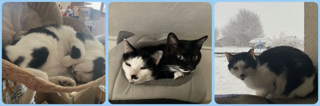 Collage of 3 pictures of Felix, black and white cat, left: sleeping in cat tree, middle: both his and his sister's heads coming out of sleeping hut, right: on the window ledge with snow in the background