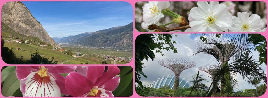 collage of the Alps in summer and a pink orchid on the left and singapore's garden by the bay and a cherry blossom on the right