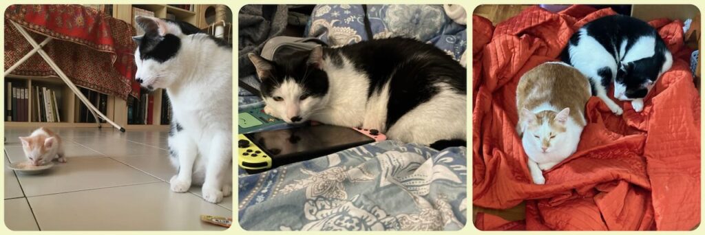 collage of 3 pictures of Felix, black and white cat, one the left with a small ginger kitten, in the middle sleeping on a Nintendo Switch, on the right sleeping next to the same ginger kitten now fully grown and larger than him