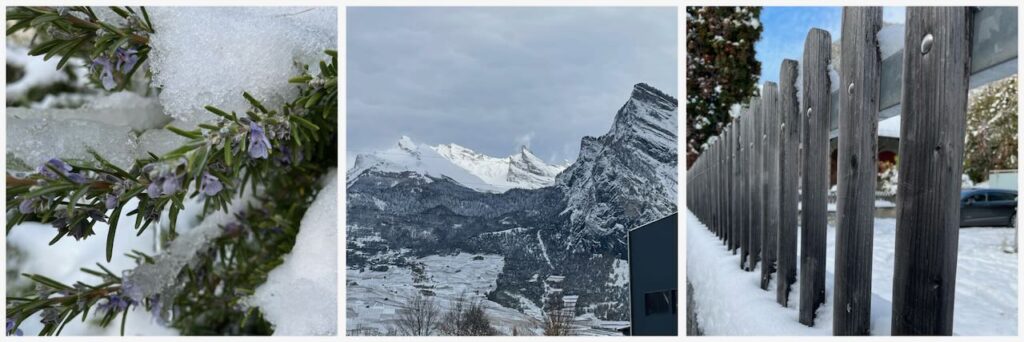 collage of pictures of rosemary bush covered in snow, of the alps under the snow and on the right of a wooden barrier under the snow 