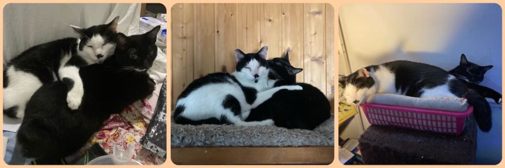 collage of 3 pictures of Felix and Cuddles, black and white cat siblings, sleeping together