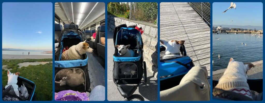 Collage of Patch in his blue and black stroller in diverse places