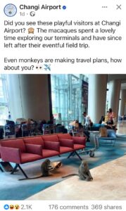 screenshot of the facebook post of changi airport picturing 2 macaques in the airport terminal