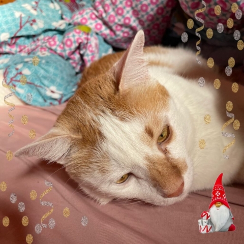 ginger and white cat sleeping on a bed with winter decor