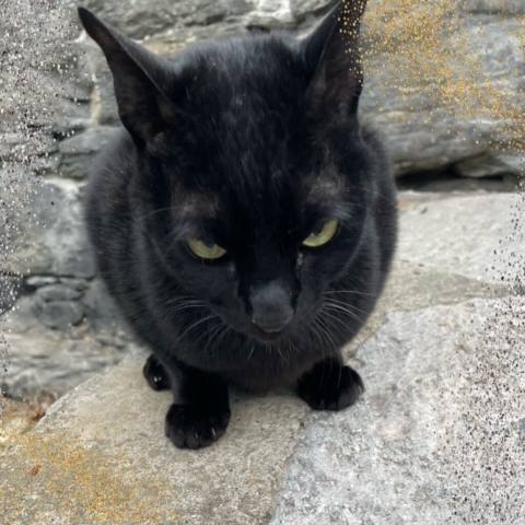 black cat in front of a wall seemingly looking upset