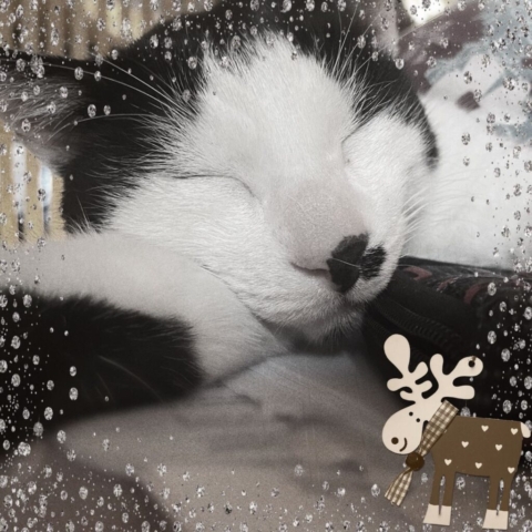 Black and white cat sleeping with xmas decor