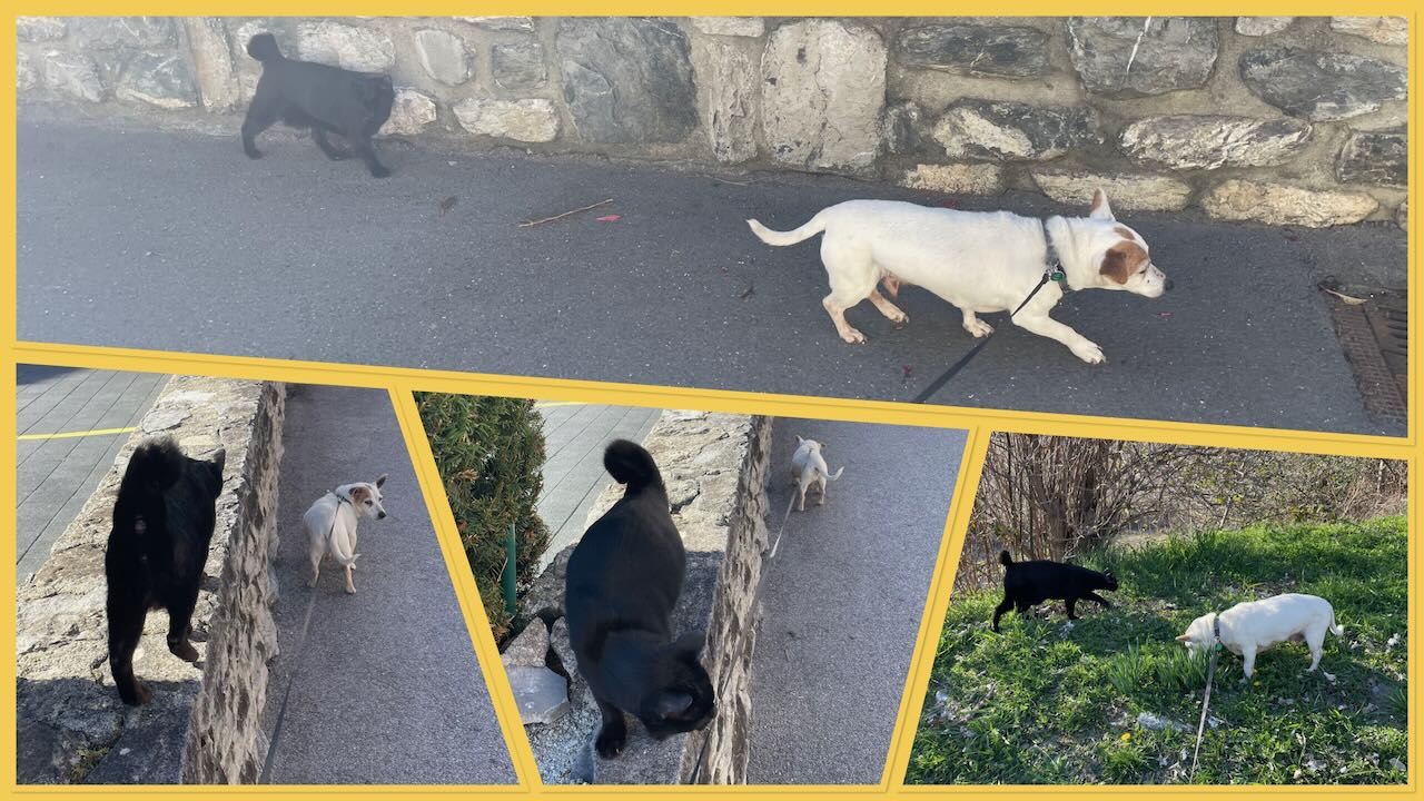 De l’évolution de la mécanique des promenades du chien